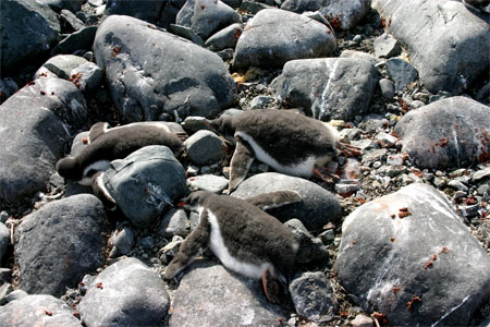 Phát hiện hàng trăm xác chim cánh cụt tại Braxin